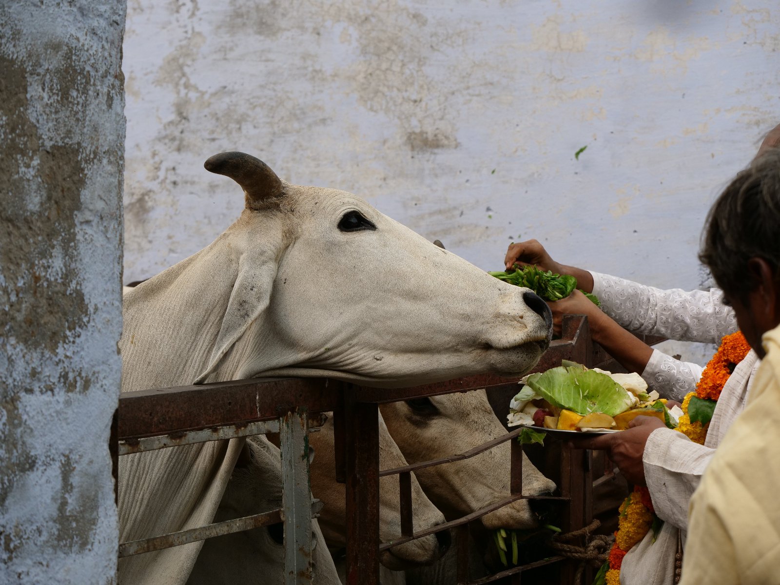  248 Gopashtami Radha kunda Govardhan 19.11.04